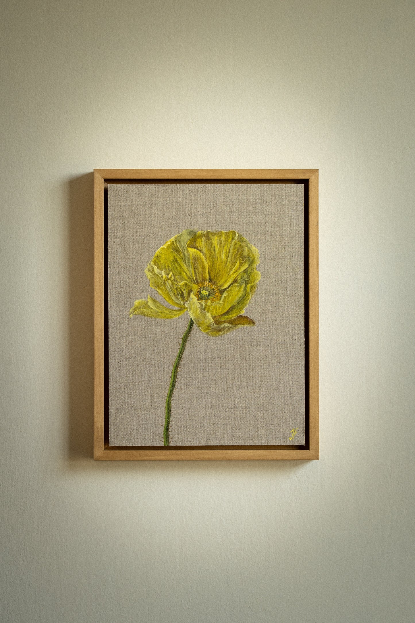 Icelandic Poppy 1