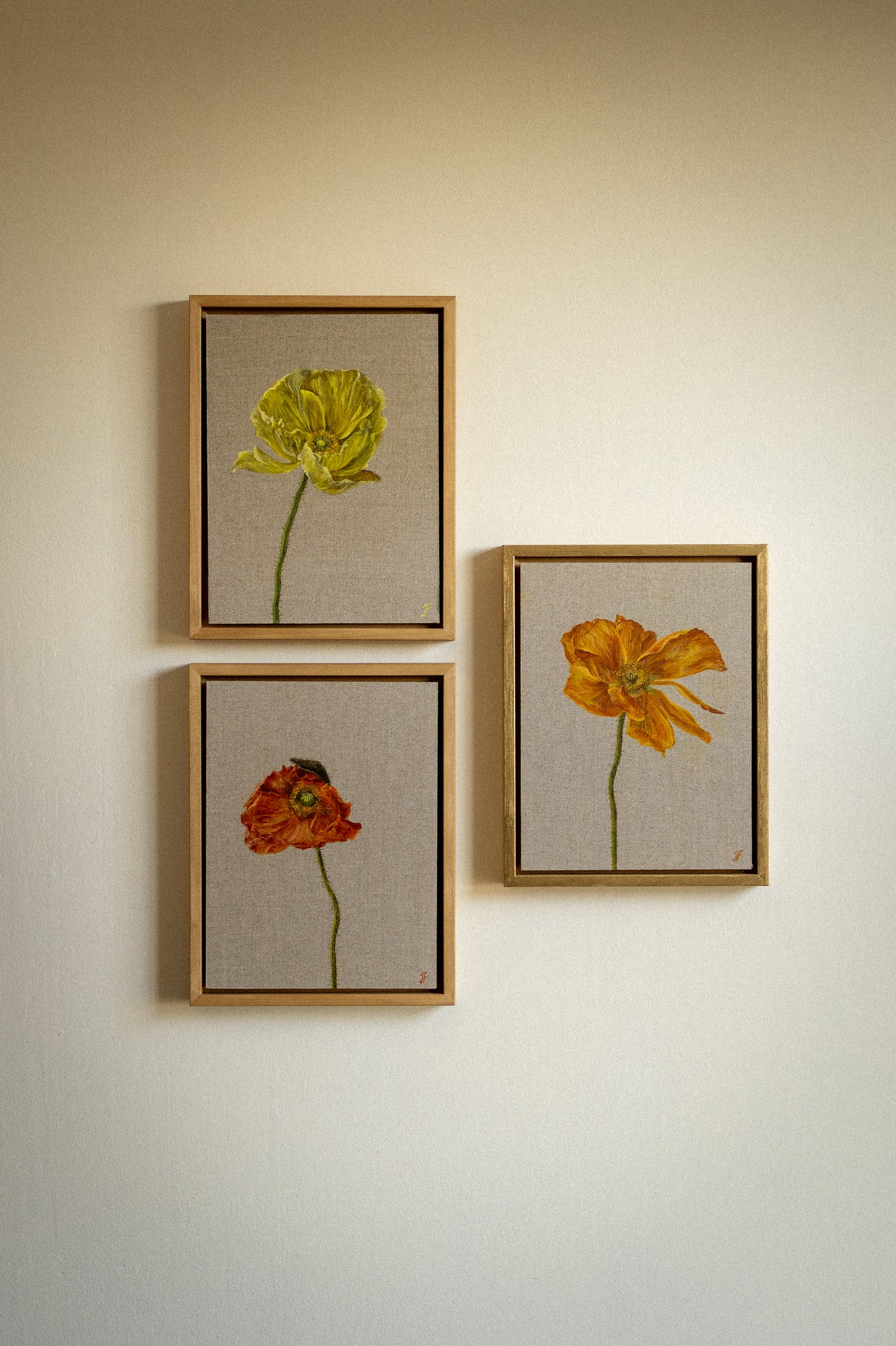 Icelandic Poppy 2