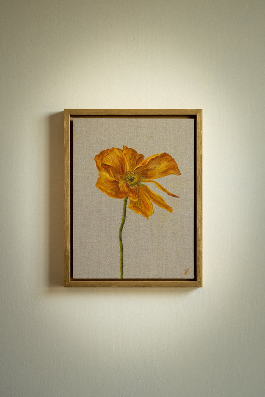 Icelandic Poppy 3