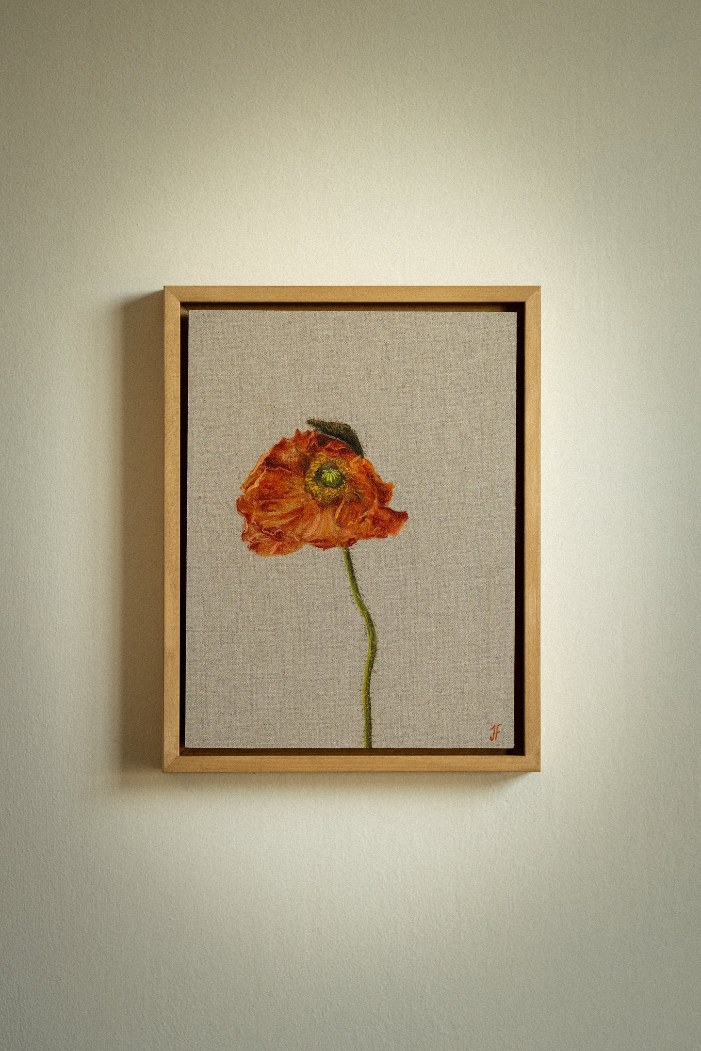 Icelandic Poppy 2